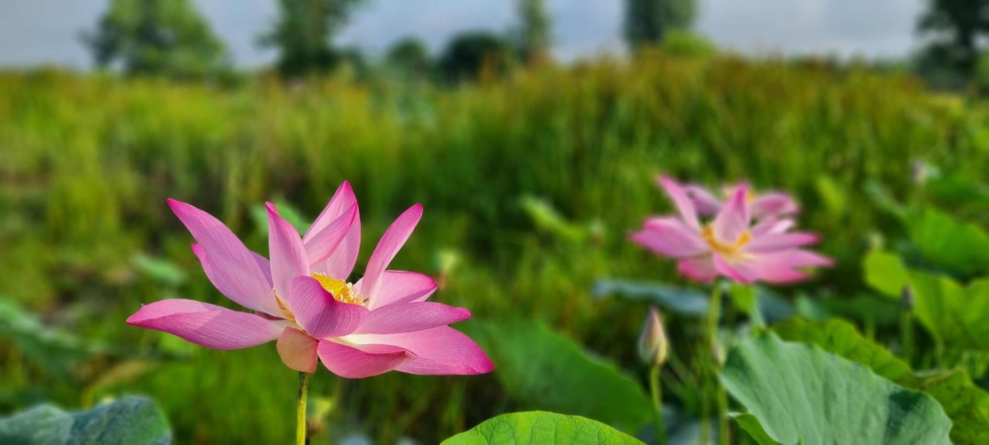 Viet Mekong Farmstay Tràm Chim 外观 照片